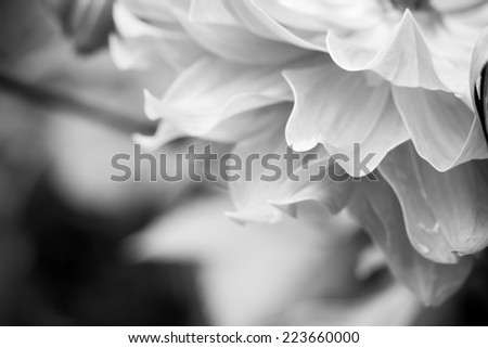 Close up petal flower, black and white style