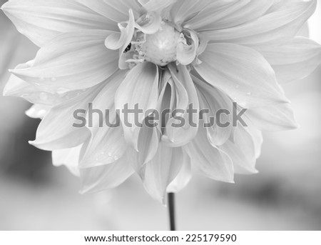 Close up macro flower, black and white style