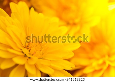 Close up macro beautiful light yellow flower