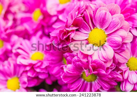 Close up beautiful pink flowers background