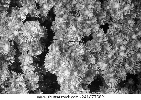 Close up beautiful black flower texture