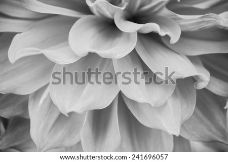 Close up black and white flower texture leaves detail