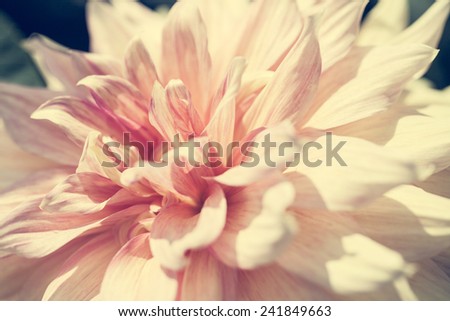Close up macro soft light orange color flower