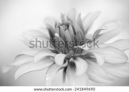 Close up macro black flower