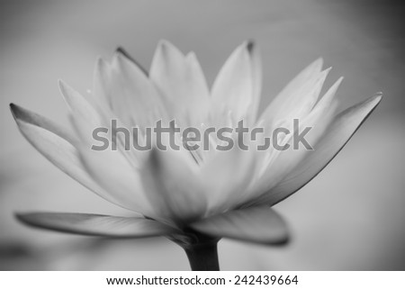 Close up macro black and white lotus flower