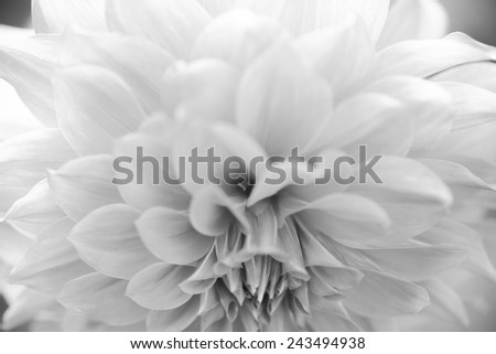 Close up macro beautiful black and white flower, abstract