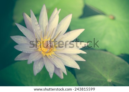 Close up beautiful purple lotus flower, pastel style