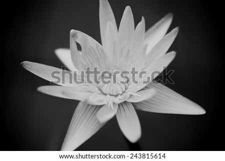 Close up beautiful black and white lotus flower, pastel style