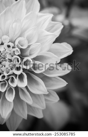 Close up macro beautiful half black and white flower