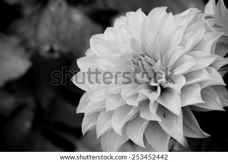 Close up macro beautiful black and white flower