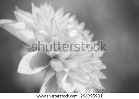 Close up black and white flower