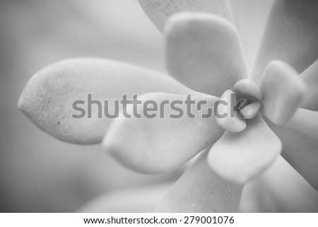 macro succulent plant,cactus flower black and white