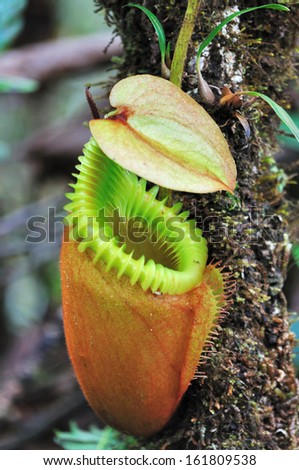 Close up of Nepenthes villosa - Pitcher plants in Mt Kinabalu National Park, Sabah, Borneo Mt Kinabalu National Park, Sabah, Borneo