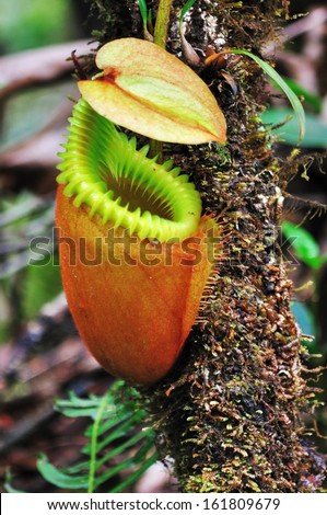 Close up of Nepenthes villosa - Pitcher plants in Mt Kinabalu National Park, Sabah, Borneo Mt Kinabalu National Park, Sabah, Borneo