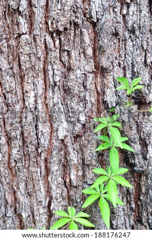 Pine tree bark texture and climbing vine background