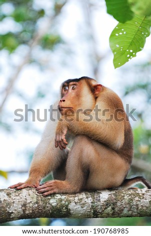 Wild Pig-tailed macaque in Lahad Datu, Sabah Borneo jungle Malaysia