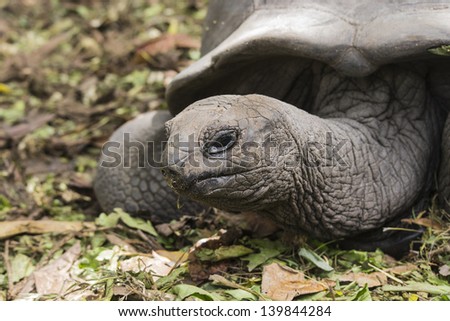 Close up of giant tortoise