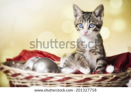 Kitten in a Christmas basket