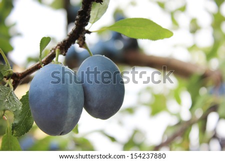 a pair of plums on a branch