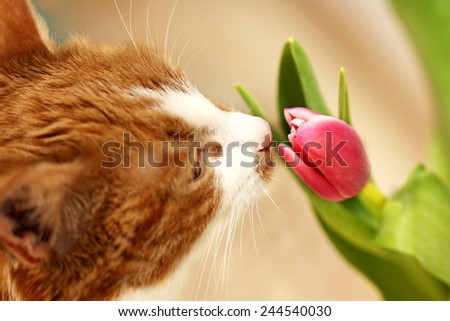 cat smelling a flower