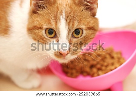 cat eat