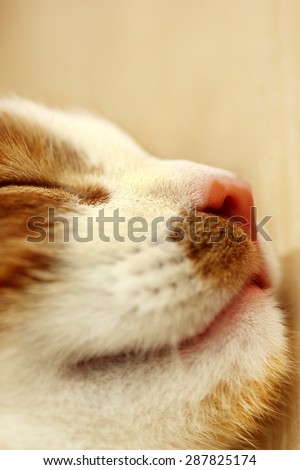 red cat nose
