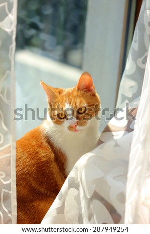 red cat near window and tulle,