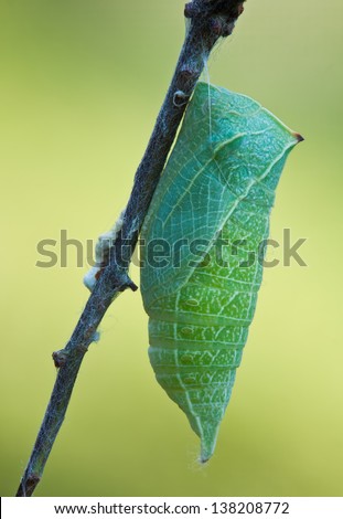Butterfly cocoon in nature