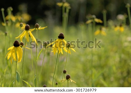 Wildflowers in the Meadow. The focus is on the foreground flowers with the background in soft focus