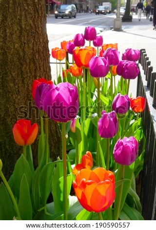 Lively tulip flowers on a sidewalk in New York
