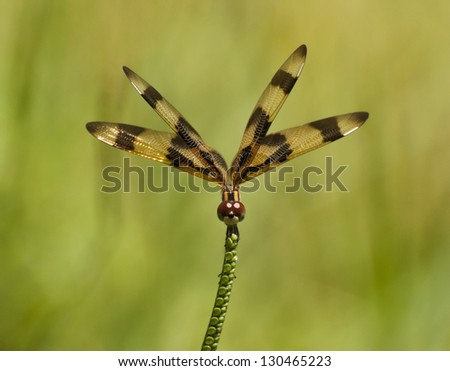 Halloween Pennant dragonfly with gold and brownish-black wings and reddish-orange eyes perched on green vegetation against a lighter green background
