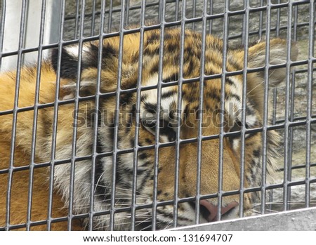 Caged tiger peering longingly from behind bars