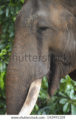 Close up  of contented elephant against a green leafy background