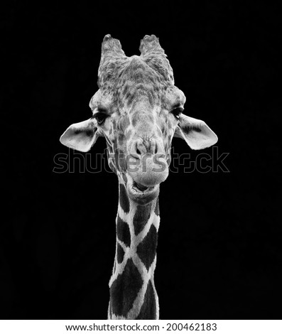 Close up of giraffe with smile in black and white against a black background