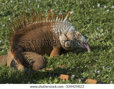 Orange, grey, and black iguana sticking out its tongue on green grass with light purple wildflowers