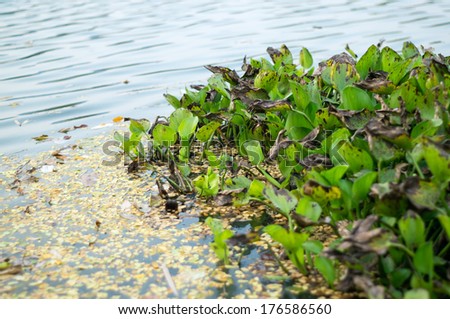 Water pollution from water hyacinth.