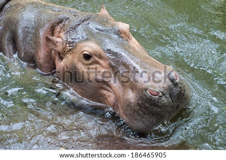 hippopotamus driving in the water