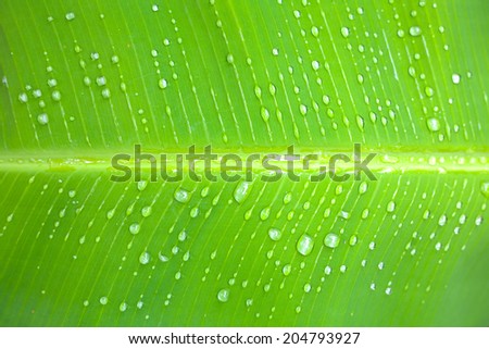 close up of a banana tree leaf with raindrops