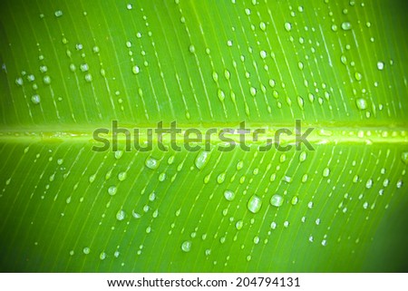 close up of a banana tree leaf with raindrops with vignette