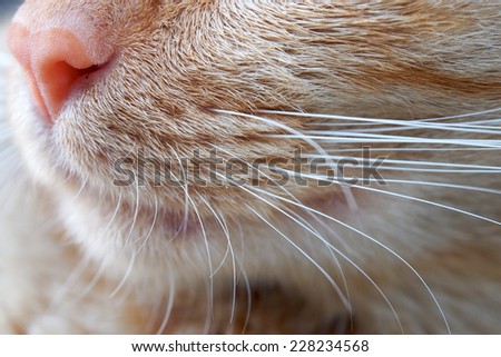 Closeup cat nose and mustache