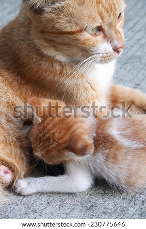 The cat feeds a kitten