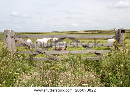 Gate with sheep near nude in cornwall uk england