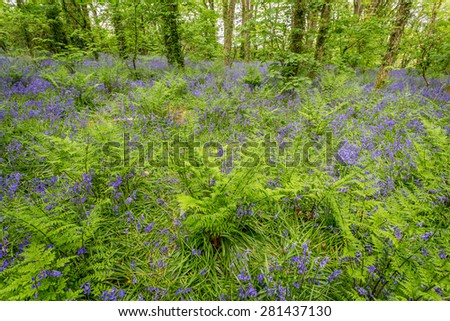 Bluebell woods in cornwall england UK. Stunning springtime show of these native english flowers