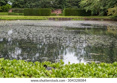 Garden pond formal gardens with water plants and moorhen