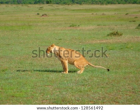 Lion Lady shitting on the gras african wildlife lions in the jungle