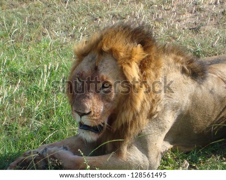 king Lion african wildlife Safari kenya