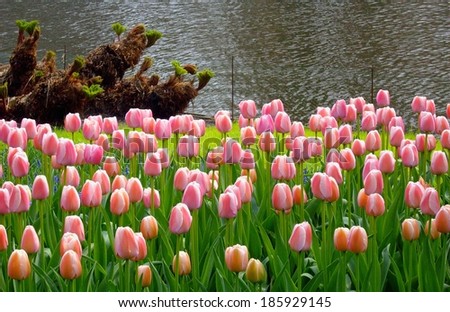 flower summer garden plants tulips Amsterdam netherlands