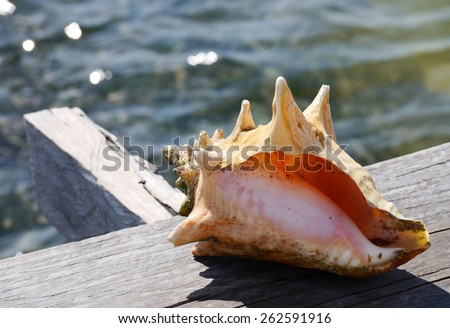 seashell at the beach Holiday summer Mexico caribic