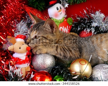 merry Christmas and a happy new year Cards decoration sweet Baby cats
