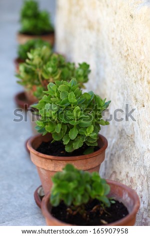 Pot plants in a line/The line-up/A row of rich green pot plants along a natural stone wall.
